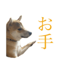 柴犬うずらMIX（個別スタンプ：25）