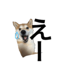 柴犬うずらMIX（個別スタンプ：26）