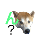 柴犬うずらMIX（個別スタンプ：27）