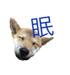 柴犬うずらMIX（個別スタンプ：28）