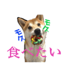 柴犬うずらMIX（個別スタンプ：29）