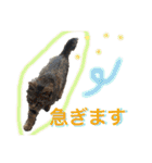 柴犬うずらMIX（個別スタンプ：30）