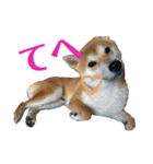 柴犬うずらMIX（個別スタンプ：32）
