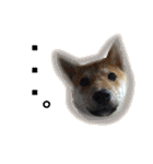 柴犬うずらMIX（個別スタンプ：33）
