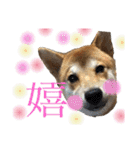 柴犬うずらMIX（個別スタンプ：34）