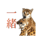 柴犬うずらMIX（個別スタンプ：35）