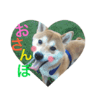 柴犬うずらMIX（個別スタンプ：36）