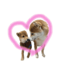 柴犬うずらMIX（個別スタンプ：37）