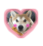 柴犬うずらMIX（個別スタンプ：38）