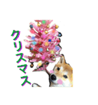 柴犬うずらMIX（個別スタンプ：39）