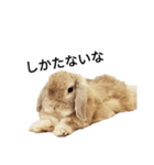 ロップイヤー茶々丸くん（個別スタンプ：6）