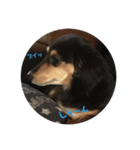 愛犬と猫3（個別スタンプ：4）