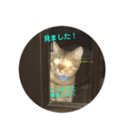 愛犬と猫3（個別スタンプ：5）