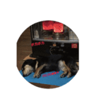 愛犬と猫3（個別スタンプ：6）
