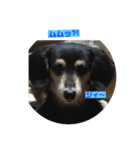 愛犬と猫3（個別スタンプ：7）