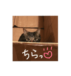 ポムとポチャとペコとベル（個別スタンプ：5）