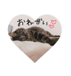 ポムとポチャとペコとベル（個別スタンプ：13）