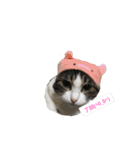 みんなが飼ってるペット（個別スタンプ：2）