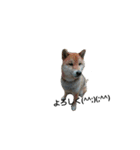 みんなが飼ってるペット（個別スタンプ：7）