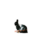 みんなが飼ってるペット（個別スタンプ：9）