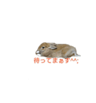 みんなが飼ってるペット（個別スタンプ：11）