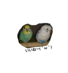 みんなが飼ってるペット（個別スタンプ：15）