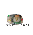 みんなが飼ってるペット（個別スタンプ：19）