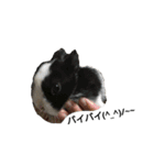 みんなが飼ってるペット（個別スタンプ：23）