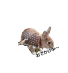 みんなが飼ってるペット（個別スタンプ：25）