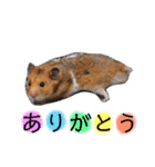 ハムスターのとろろだよ♪（個別スタンプ：4）