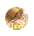 ハムスターのとろろだよ♪（個別スタンプ：13）