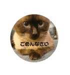 シャム猫の日常会話（個別スタンプ：1）