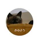 シャム猫の日常会話（個別スタンプ：2）