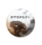シャム猫の日常会話（個別スタンプ：3）