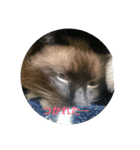 シャム猫の日常会話（個別スタンプ：4）