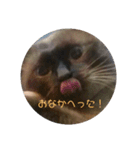 シャム猫の日常会話（個別スタンプ：5）