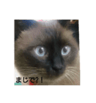 シャム猫の日常会話（個別スタンプ：6）