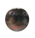 シャム猫の日常会話（個別スタンプ：7）