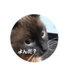 シャム猫の日常会話（個別スタンプ：9）