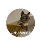 シャム猫の日常会話（個別スタンプ：10）