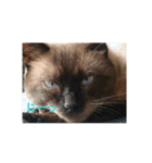 シャム猫の日常会話（個別スタンプ：13）