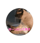 シャム猫の日常会話（個別スタンプ：15）
