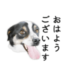 モモの敬語スタンプ（個別スタンプ：1）