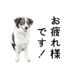 モモの敬語スタンプ（個別スタンプ：4）