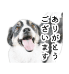 モモの敬語スタンプ（個別スタンプ：5）