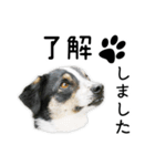 モモの敬語スタンプ（個別スタンプ：6）