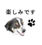 モモの敬語スタンプ（個別スタンプ：8）