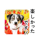 モモの敬語スタンプ（個別スタンプ：9）