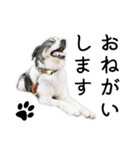 モモの敬語スタンプ（個別スタンプ：10）