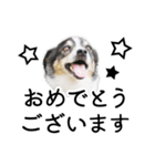 モモの敬語スタンプ（個別スタンプ：11）